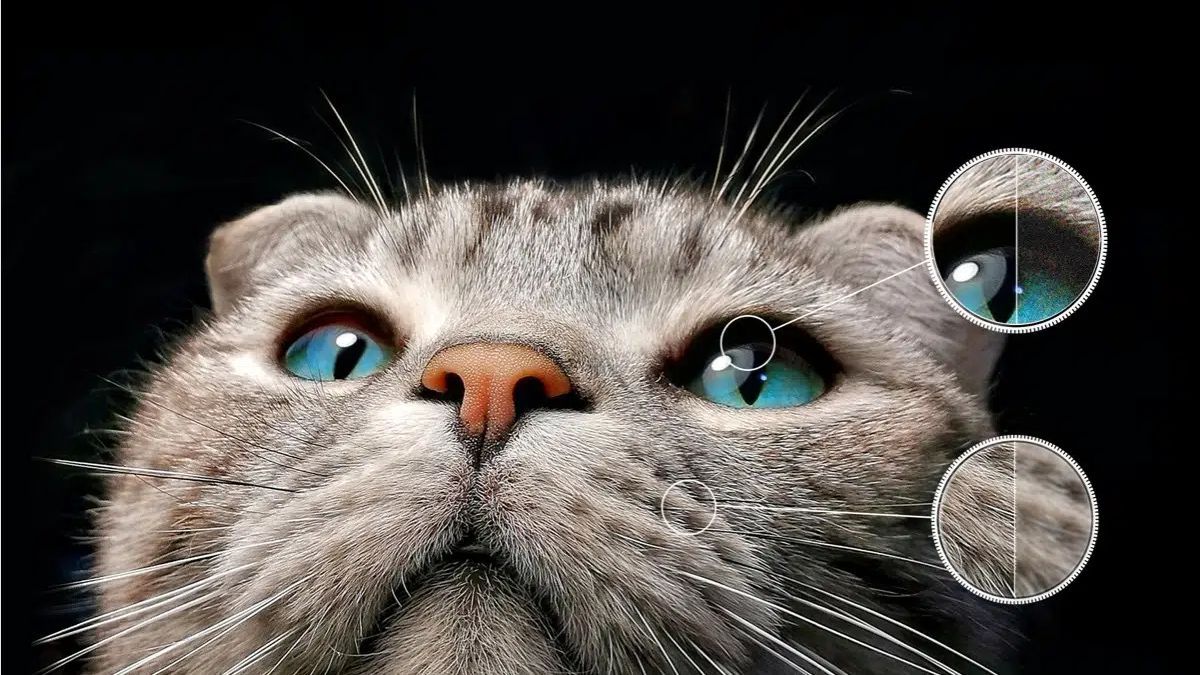 5-ai-clarity AI-Clarity