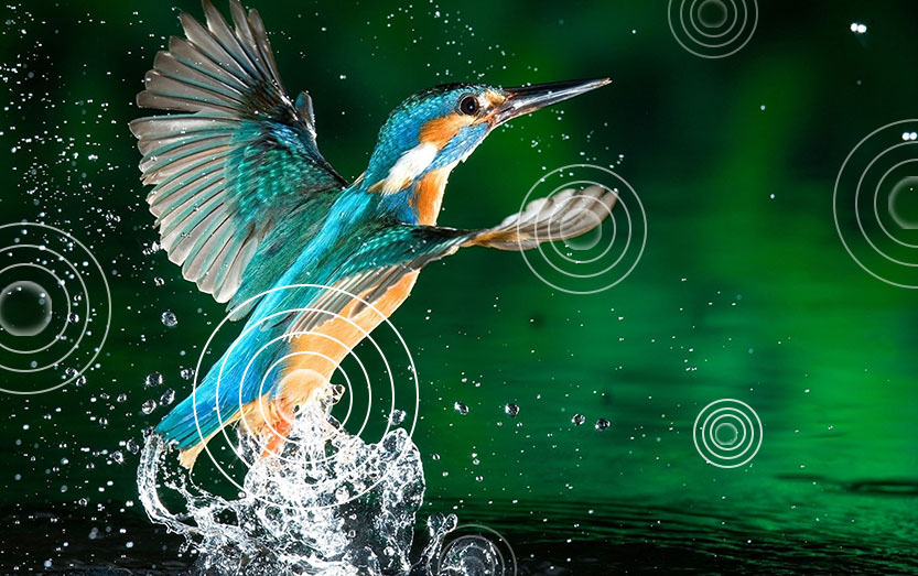 Thưởng thức âm thanh vòm hoàn hảo với công nghệ Dolby Digital Plus