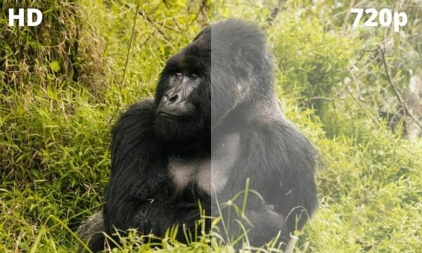 Độ phân giải HD hiển thị rõ nét